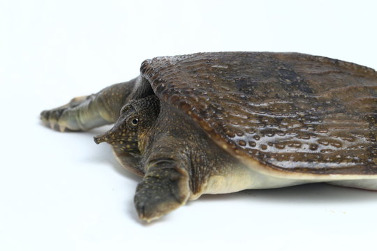 Common softshell turtle or asiatic softshell turtle (Amyda cartilaginea) isolated on white background