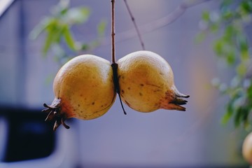 pears on branch