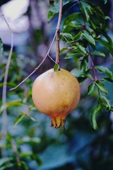 apple on tree