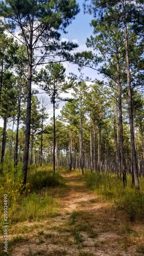 Wall mural dirt road through tall georgia pines