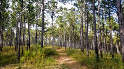 Fototapeta na wymiar Dirt Road Through Tall Georgia Pines 