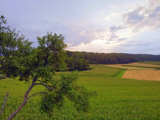Obraz premium Sonne bricht durch wolkigen Abendhimmel über Tal aus Feldern und Wald mit Baum im Vordergrund links