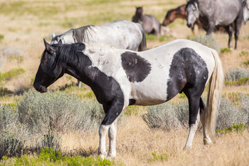 Wild Horses