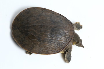 Common softshell turtle or asiatic softshell turtle (Amyda cartilaginea) isolated on white...