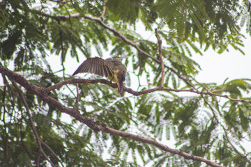 bird on a branch