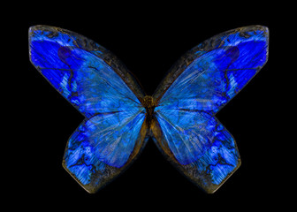 stone blue butterfly isolated on black background