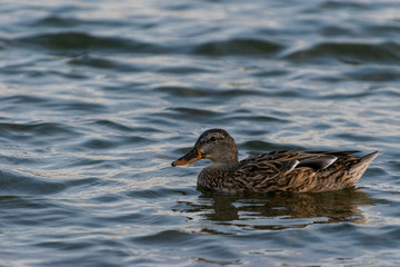 Female Mallard Duck swimming in lake