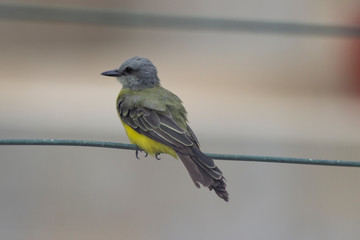 bird on a branch