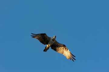 Red Tailed Hawk soaring overhead in blue sky