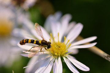 A wasp collects nectar on a white flower. Close up