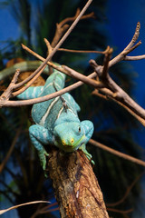 chameleon on branch