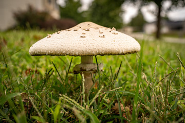 Large toadstool mushroom in grassy yard
