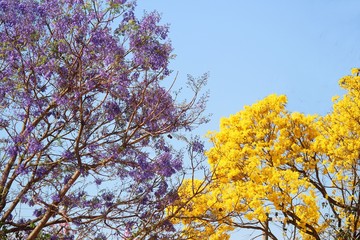 Jacarandá e Ipê