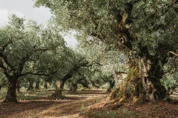 Foto auf Acrylglas Khaki Olivenhain auf der griechischen Insel. Anpflanzung von Olivenbäumen.