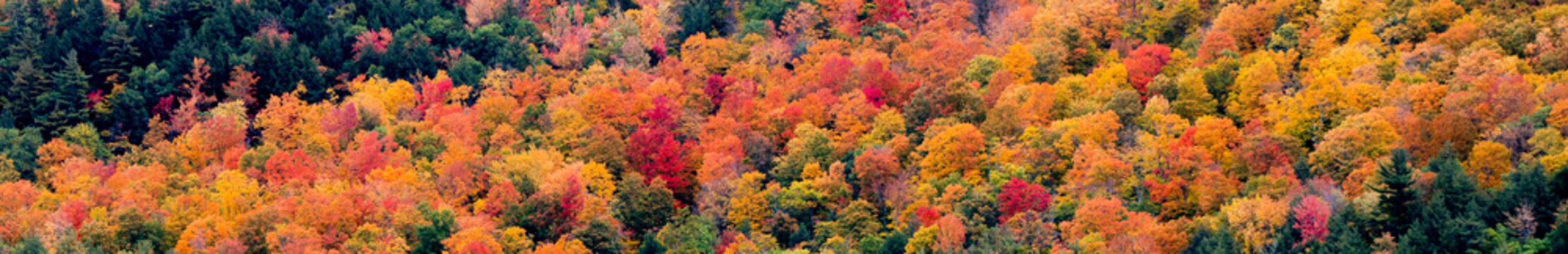 fall foliage © Mark Paul