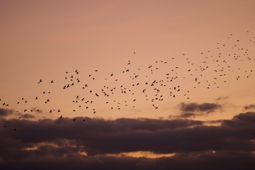 Flock of Birds Among Clouds