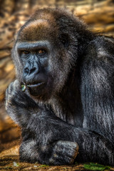 Male Gorilla