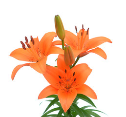Fototapeta na wymiar Orange color lily
