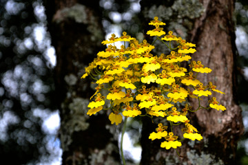 yellow flowers on tree