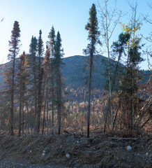 Burn Area on Kenai Peninsula. Alaska