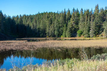 lake in forest