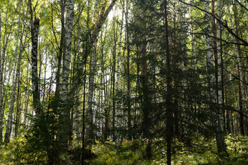 Forest landscape, autumn fairy forest, wildlife, taiga