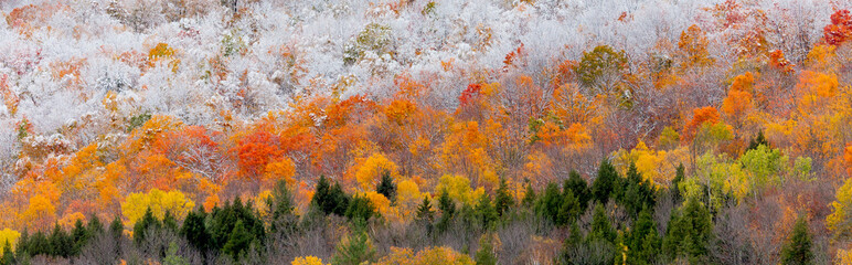 fall foliage