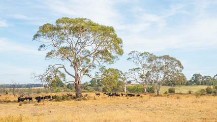 Fototapeta na wymiar Cattle in Tasmania