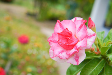 Desert rose flower (Other names are desert rose, Mock Azalea) in national garden (local name) Thailand