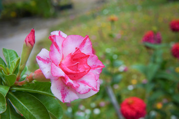 Desert rose flower (Other names are desert rose, Mock Azalea) in national garden (local name) Thailand