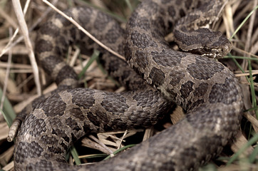 Eastern Massasauga Rattlesnake (Sistrurus catenatus)