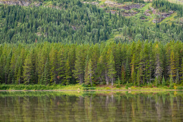 Obraz premium Wild deer eating grass in the Fishercap Lake