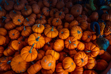 pile of fall gourds