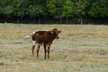 Brown and white calf standing in pasture