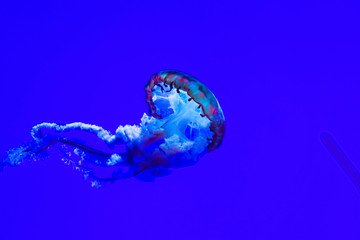 Underwater life and animals on display in Toronto Aquarium