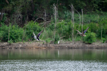 Two Mallard Ducks flying over lake near shore
