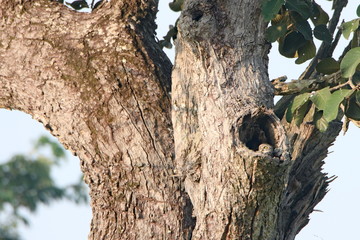 Obraz premium Baby Owl in a tree