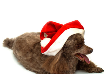 toy poodle in santa claus hat on white background