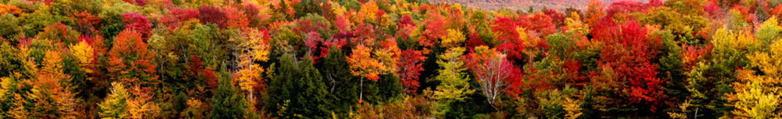 fall foliage