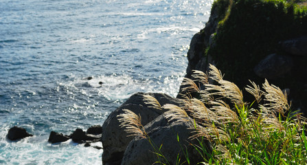 海　草　岩　素材