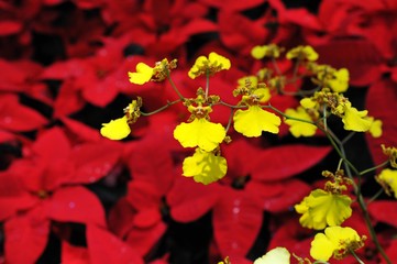 赤いポインセチアを背景に咲くオンシジュームの花です