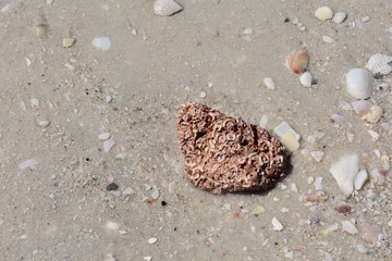 Sea shell on the beach