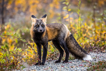 Shy little fox curious about people passing by his home in the fall foliage of northern Canada.