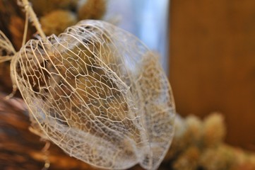 葉脈だけになったホオズキです