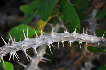 無数の棘があるアリュウボクです