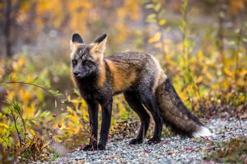 Scared little fox in the fall foliage of northern Canada.