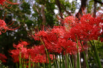 華やかな色の花が咲くヒガンバナ