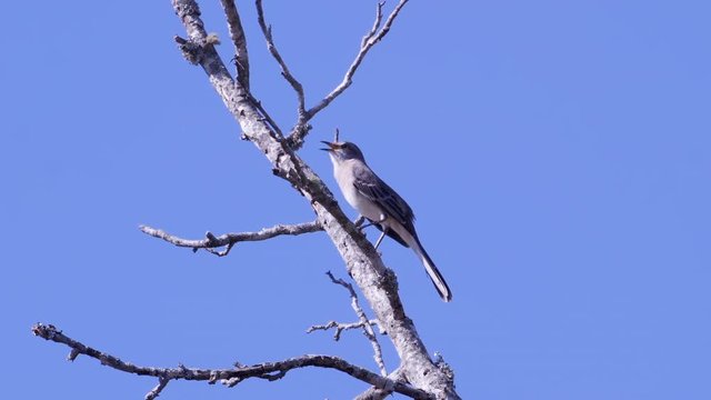 Northern mockingbird, perched on a leafless branch. Medium-tight shot. 10 sec/60 fps. Original speed. Clip 9