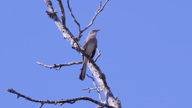 Northern mockingbird, perched on a leafless branch then flying off. Medium-tight shot. 25 sec/24 fps. 40% speed. Clip 12