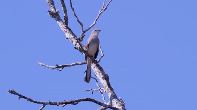 Northern mockingbird, perched on a leafless branch. Medium-tight shot. 10 sec/60 fps. Original speed. Clip 11